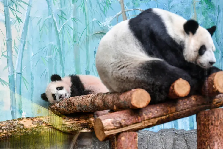 「喀秋莎」8日在莫斯科動物園亮相。新華社