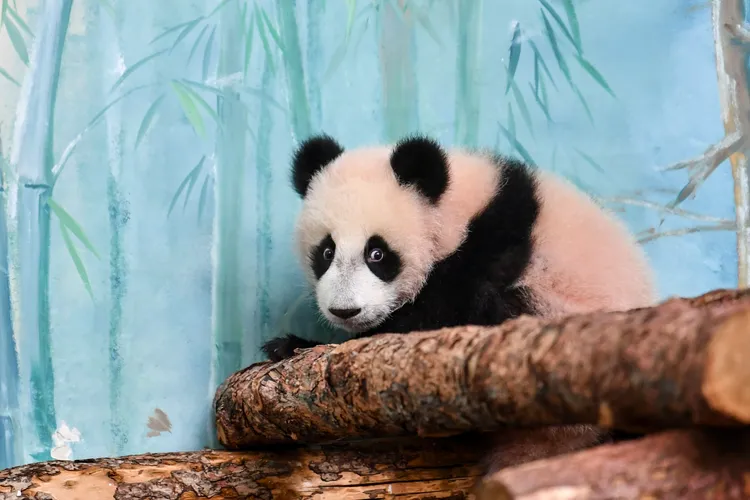 「喀秋莎」8日在莫斯科動物園亮相。新華社