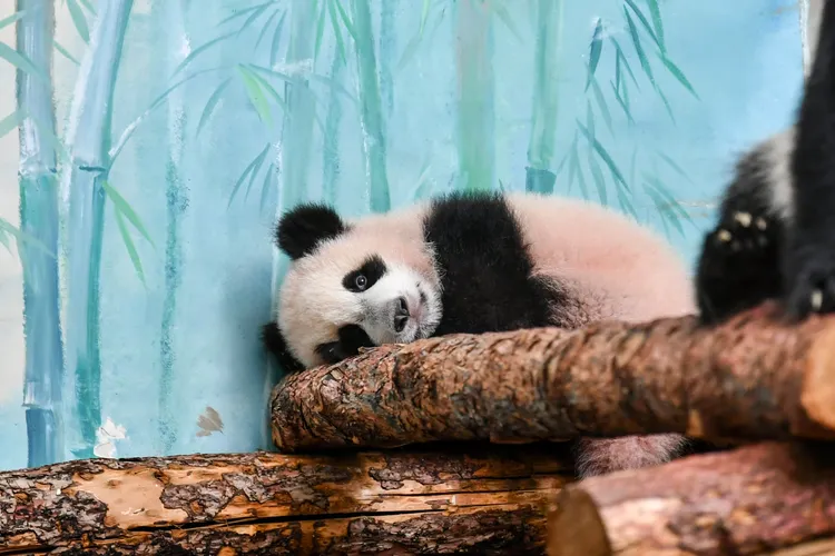 「喀秋莎」8日在莫斯科動物園亮相。新華社