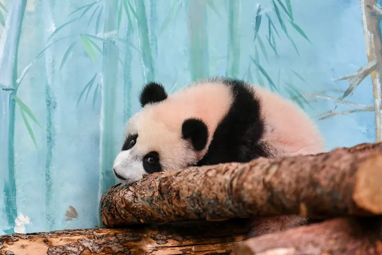 「喀秋莎」8日在莫斯科動物園亮相。新華社