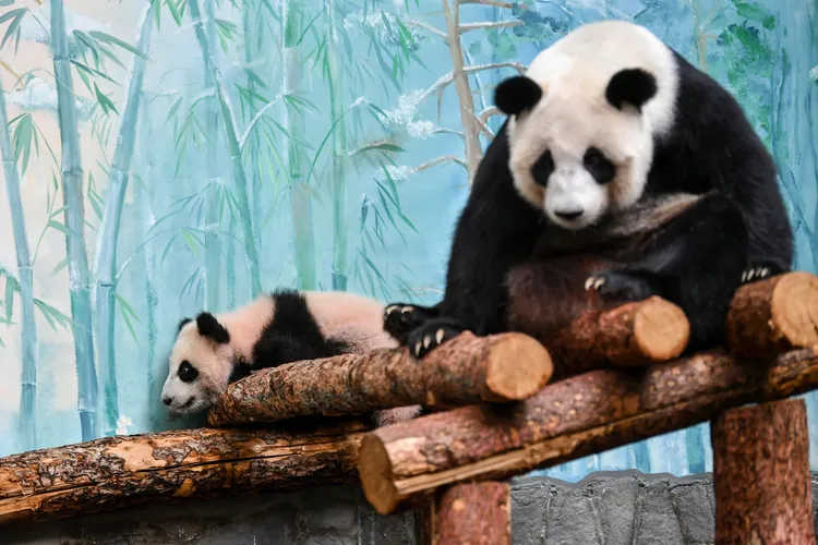「喀秋莎」8日在莫斯科動物園亮相。新華社