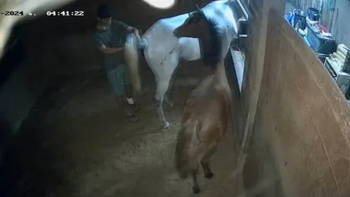 19歲男闖馬場「性侵3匹母馬」　牠懷孕9個月被侵犯1周後流產
