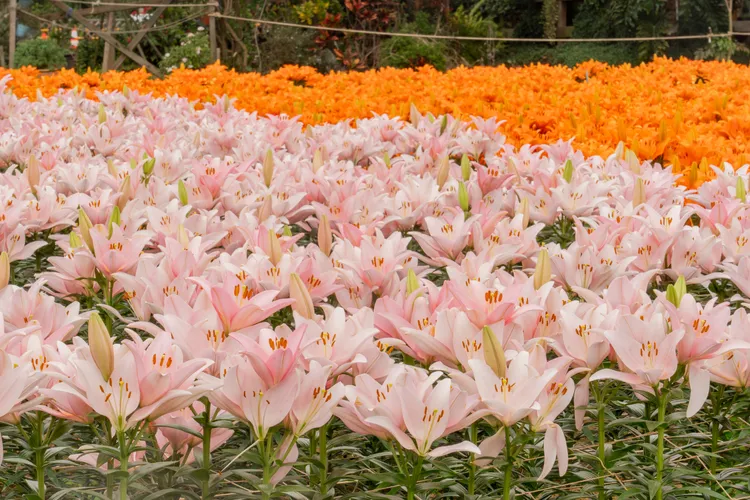 現場百合花海。桃園市府提供