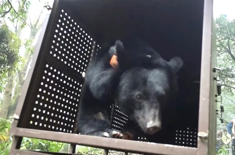 Lanihu野放時，小心翼翼探詢週邊環境。林業及自然保育署台東分署提供