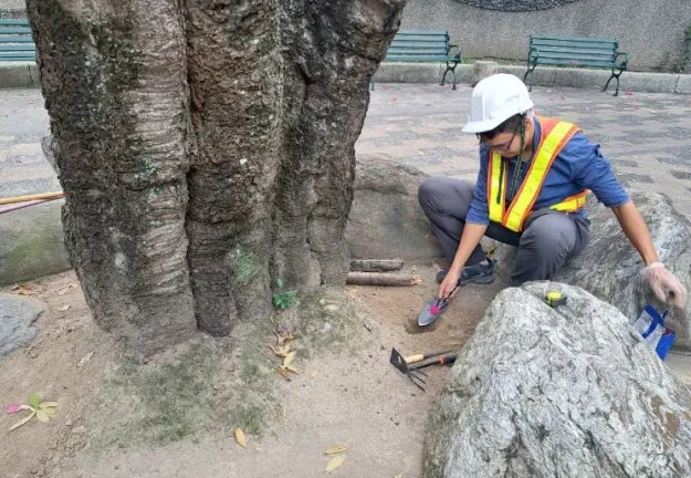 珍貴樹木病蟲害防治埋設藥劑。景觀處提供