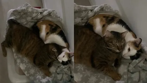 喵星人窩床「頭靠頭」蹭一下　超萌畫面曝！一起睡比較溫暖啦