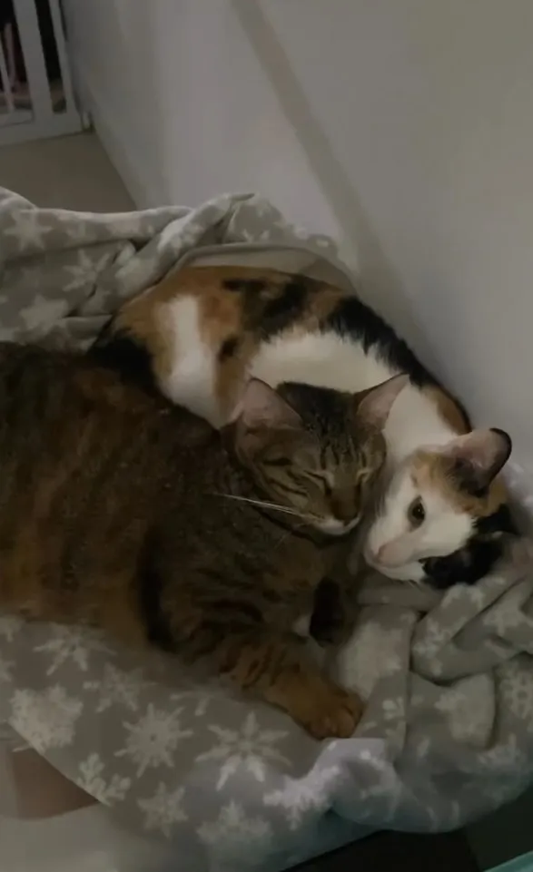 冬天兩隻貓咪互相取暖。IG @iam_mousse 提供