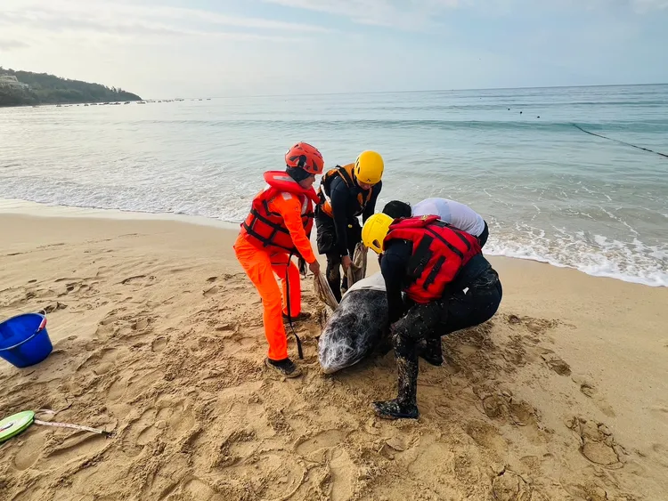 海巡人員救援擱淺海豚。翻攝畫面