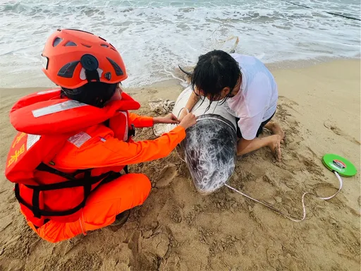 墾丁南灣驚見嬌客擱淺!海巡消防緊急救援 原來是花紋海豚