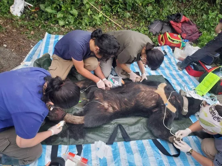 經初步檢傷，黑熊「達古阿里」左後腳誤觸套索陷阱，中度腫脹。林業及自然保育署花蓮分署提供
