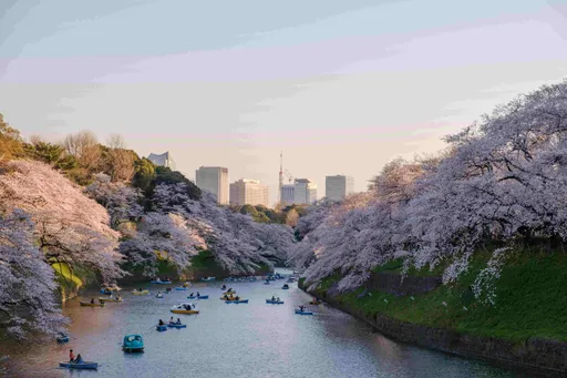 Booking.com 精选「日本5个特色赏樱玩法」 搭青森赏樱列车穿梭樱花隧道