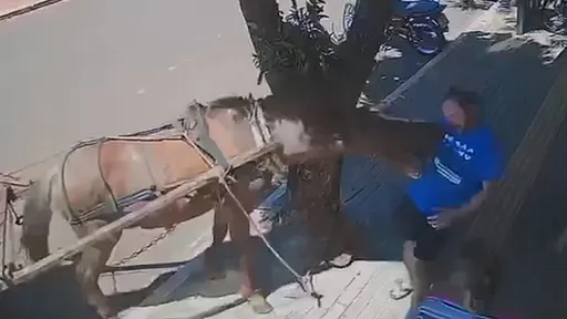 議員控「一頭驢子」當街襲胸 沒唬爛!監視器揭牠狠咬全過程