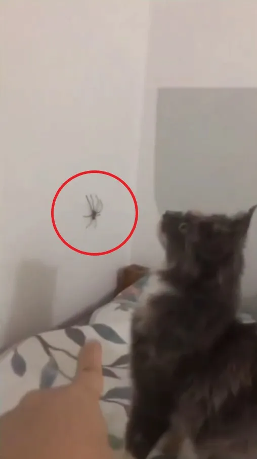 主人指著牆上蜘蛛，要貓咪幫忙處理。IG @catlovers294 提供