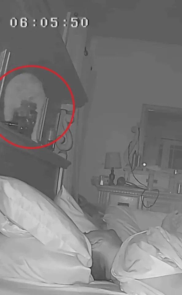 貓咪不斷移動杯子，砸向主人的頭。IG @cats_dog_earth 提供