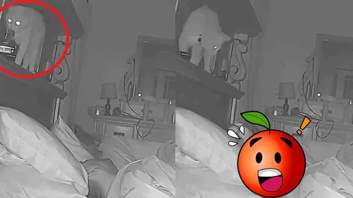 還睡?鏟屎官太懶惰 貓主子一招教訓「透心涼」