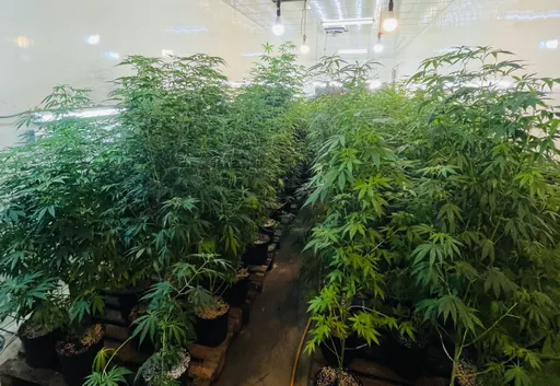 雲林偏鄉溫室驚見大麻叢林 竹聯幫兄弟檔「大小石頭」落網