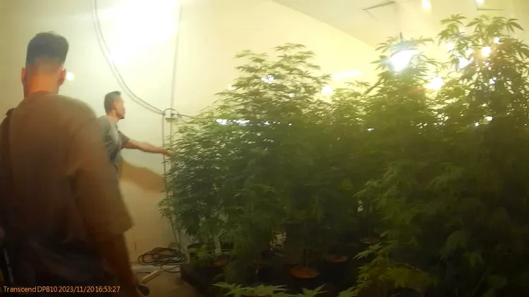 警方起出275棵大麻植株。民眾提供