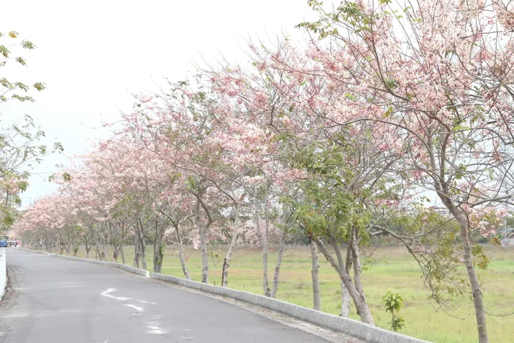 仁德滯洪池北堤岸栽植3、4百公尺的花旗木，花況預計清明連假大爆發。校方提供