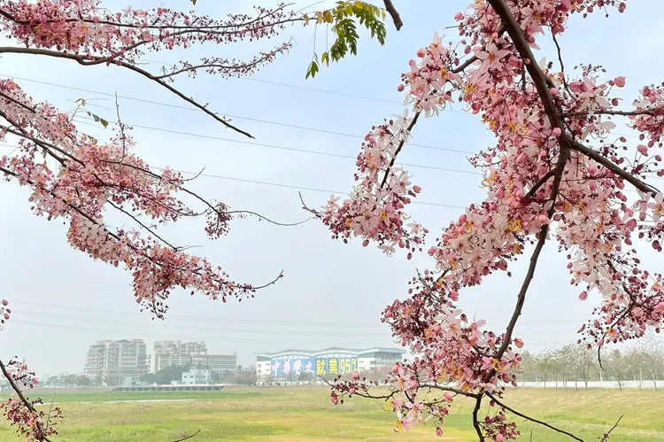 仁德滯洪池花旗木步道，在華醫科大附近。校方提供