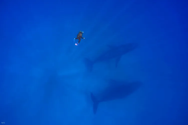 彈頭分享一次遇見多隻抹香鯨，是此身難得的際遇。吳永森攝