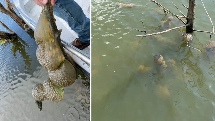 民眾在水中發現整串「外星異形蛋」，外形非常詭異。翻攝Oklahoma Department of Wildlife Conservation