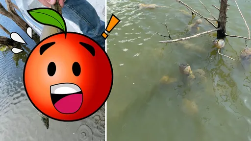 慎入!水中驚見整串「外星異形蛋」 專家預告:夏季將大爆發