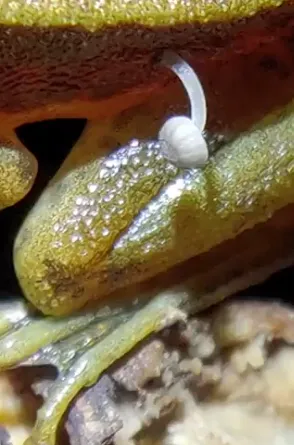 這朵「腐生真菌」蘑菇植根在活蛙體內，當青蛙移動跳躍時都不會鬆動。翻攝Ｘ＠Lohit Y.T./Specialist - Rivers & Wetlands, WWF-India