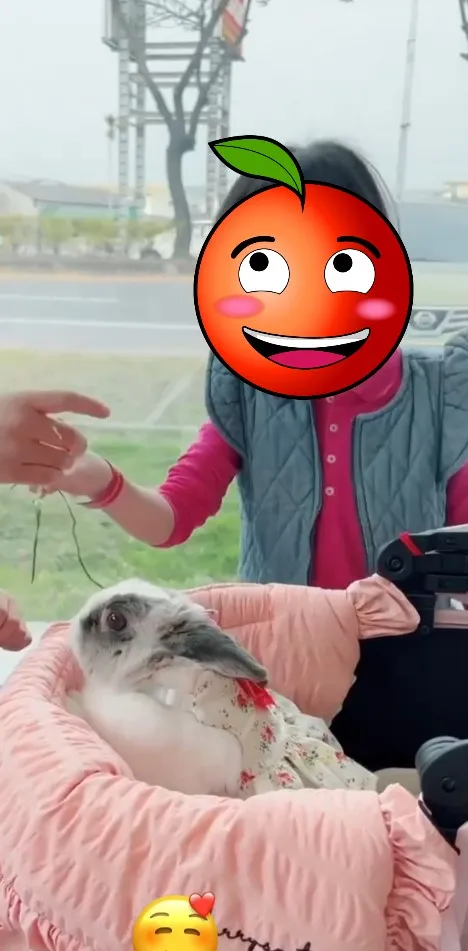 兔子較溫順，適合小孩與小動物之間互動。FB粉專：萌萌公主兔世界 提供