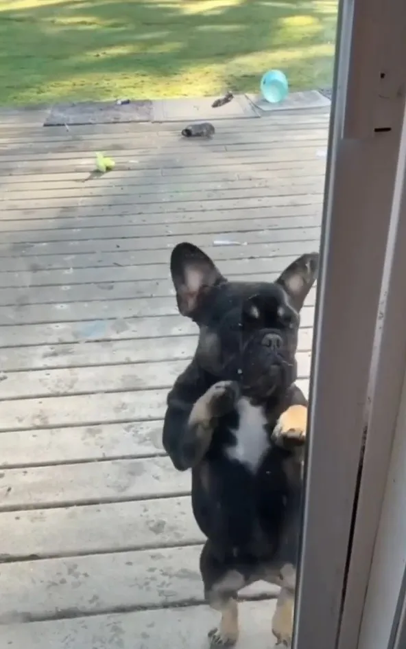 哈囉~快開門讓我進去嘛!IG @cats_dog_earth 提供