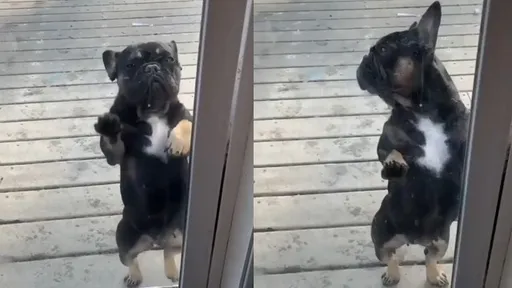 法鬥萌舞超華麗！落地窗前搔首弄姿　觀眾全目不轉睛