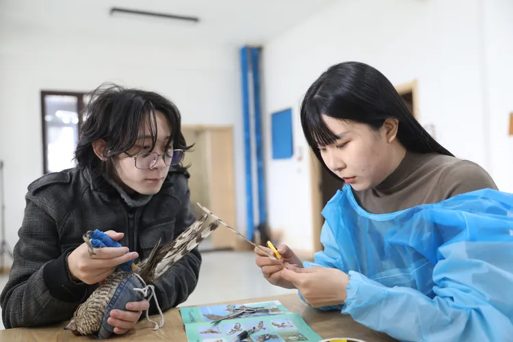 孟蝶為受傷雀鷹接羽。新華社