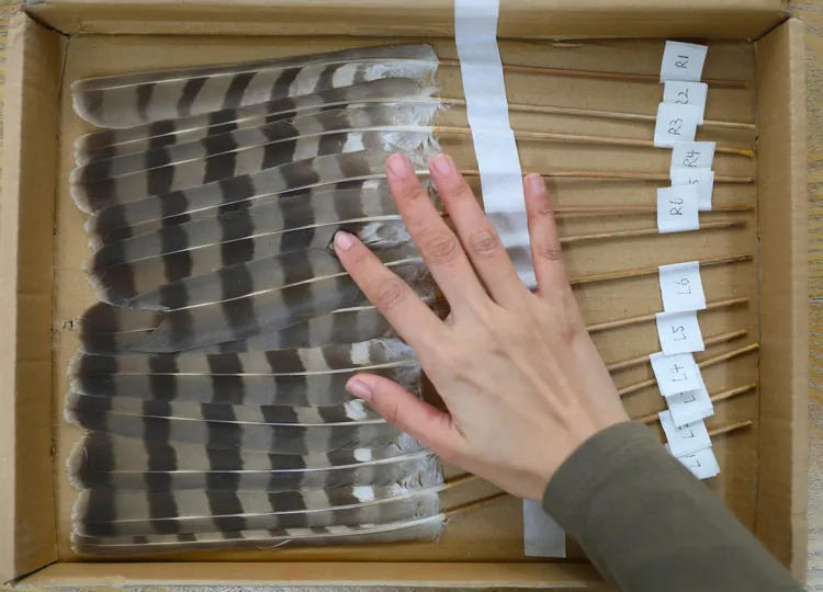 孟蝶準備為雀鷹接羽。新華社