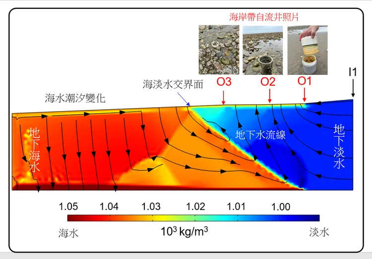 中央大學TaiCOAST潮間帶自流井(O1~O3)照片與位置；地下海水（左側）與地下淡水（右側）交互作用模擬結果。王士榮副教授提供

