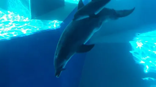 動物園海豚迅速喪命 竟是被美化環境假海藻噎死