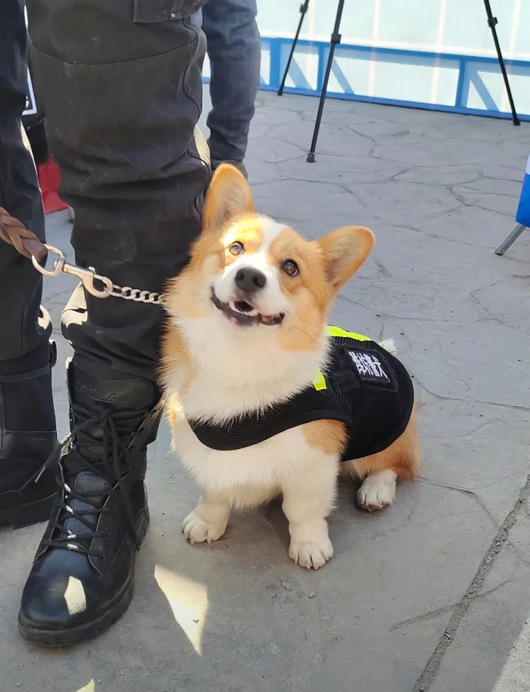 福仔穿起濰坊警犬背心十分帥氣。