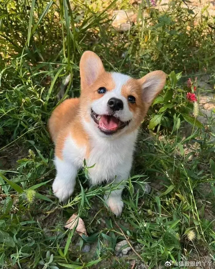 福仔小時候的萌樣。