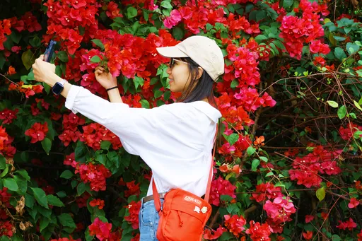 嘉義市黃花風鈴木漂亮退場!換這朵花接力爭奇鬥艷 市府曝絕美秘境