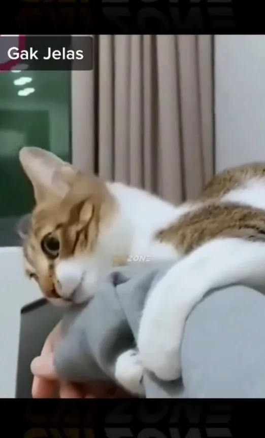 撒嬌的喵咪用雙手抱住主人的手。IG @catlovers294 提供
