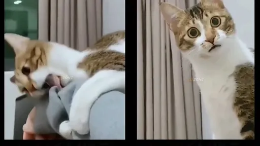 你在說什麼?喵星人一臉懵 「主僕」互動超逗趣