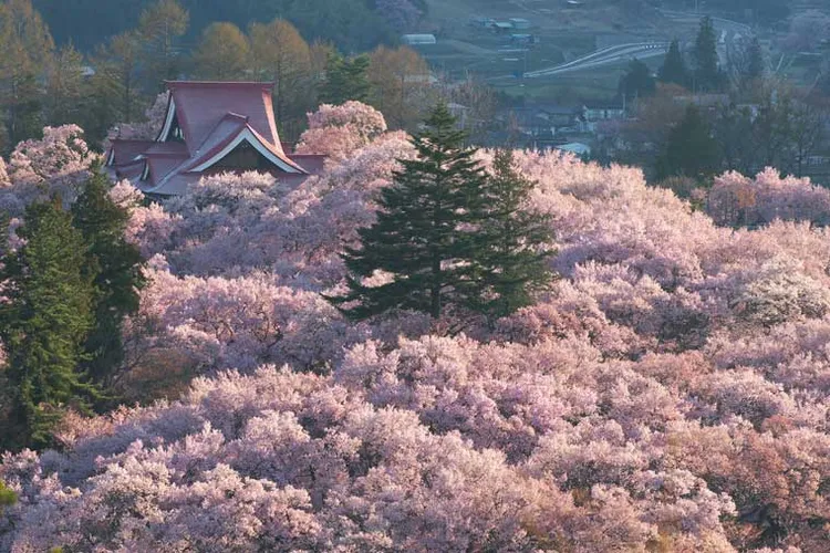 長野縣高遠城跡公園櫻花盛開時的夢幻美景。樂天旅遊提供