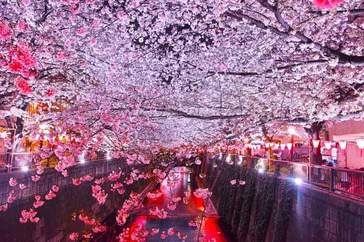 堪稱東京的最佳賞櫻地點的目黑川，沿著綿延約4公里的河岸兩側約共有800棵櫻花樹。樂天旅遊提供