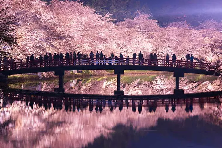 青森縣弘前公園櫻花盛開美景。樂天旅遊提供