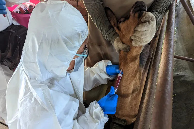 動保處定期派員採樣，監測羊隻傳染病。動保處提供