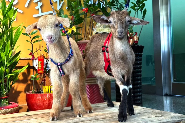 動保處指出，羊痘拔針得來不易，業者更應落實防疫。動保處提供