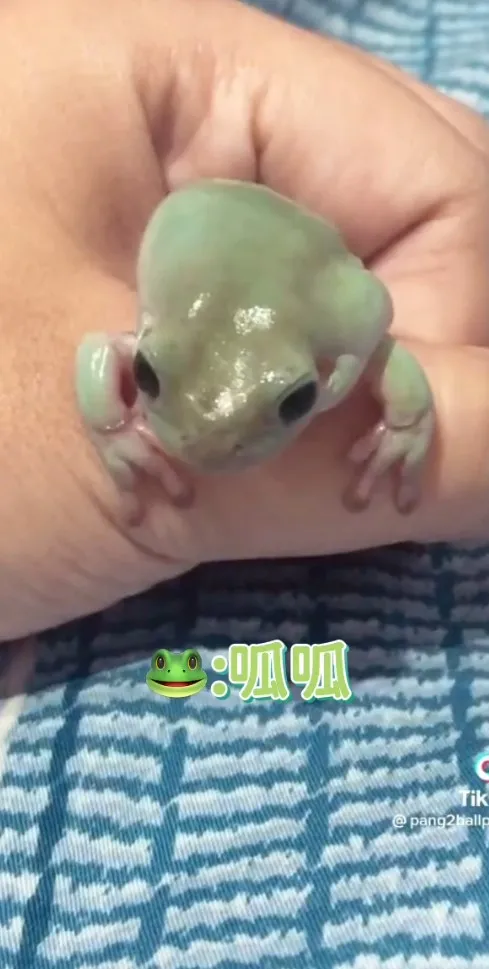 青蛙泛指皮膚較光滑的蛙類。TikTok@pang2ballpython 提供
