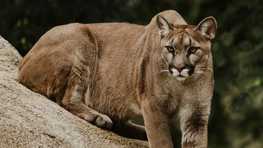 21歲哥「狂毆美洲獅」救弟弟 慘變獵物被牠咬頸奪命