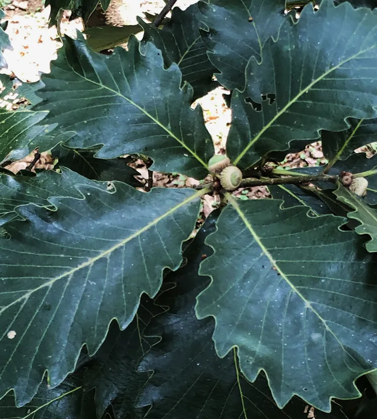 槲櫟。新竹市府提供