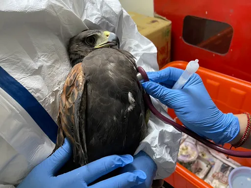 栗翅鷹受困樹枝　動保處成功救援！公告尋找飼主