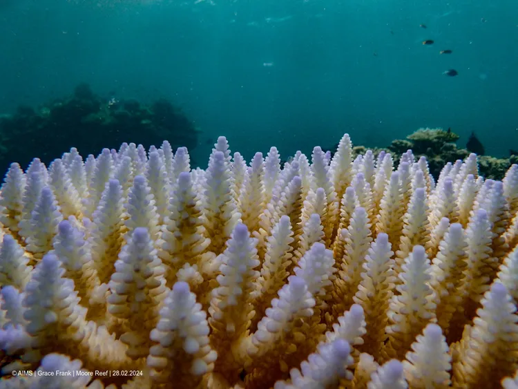 科學家表示，白化珊瑚看起來很美，但近看就會發現已開始腐爛瀕死，對生態產生不利影響。圖為今年2月27日科學家拍到已經白化的澳洲大堡礁摩爾礁。路透社