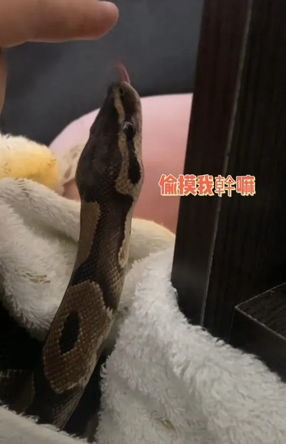 球蟒無毒蟒蛇，為常見的寵物蛇品種之一。TikTok@pang2ballpython / IG：pang2_ballpython 提供